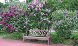 六月丁香视频,浪漫绽放的短视频盛宴